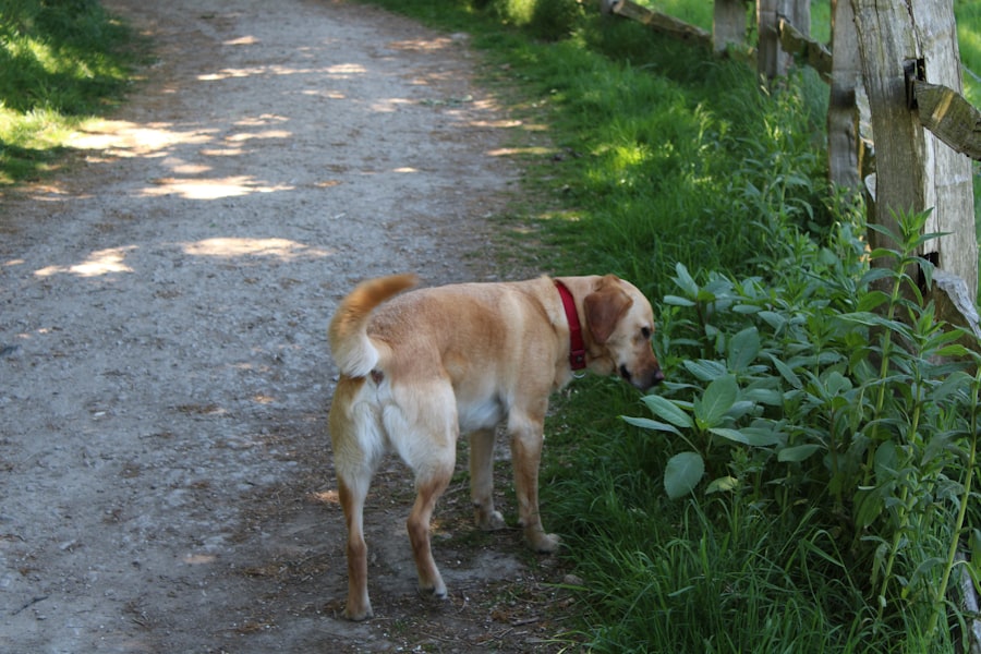 dog feeding in summer