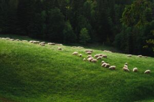 Photo krmivo pro německého ovčáka