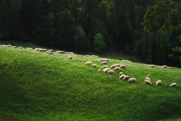 Photo krmivo pro německého ovčáka