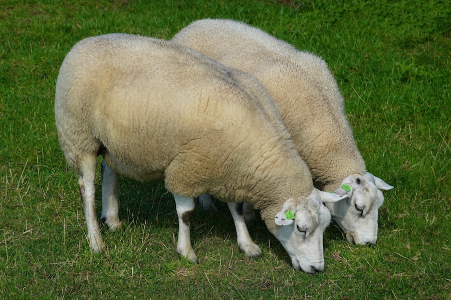 Photo krmivo pro německého ovčáka