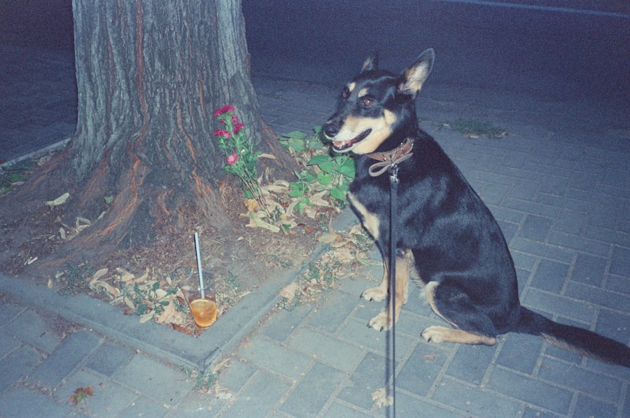 granule pro kastrovaného psa