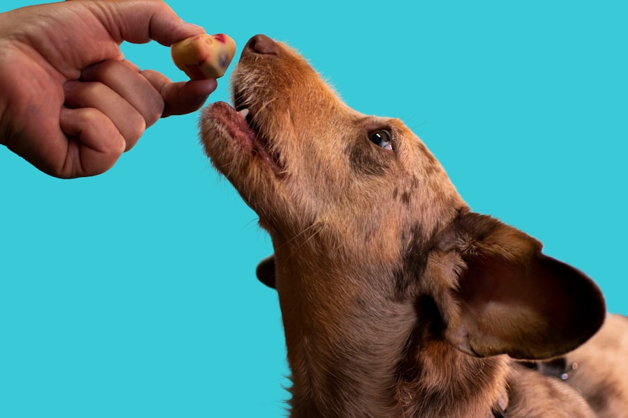 food allergy in dogs