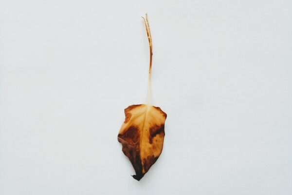 Photo granule pro kastrovaného psa