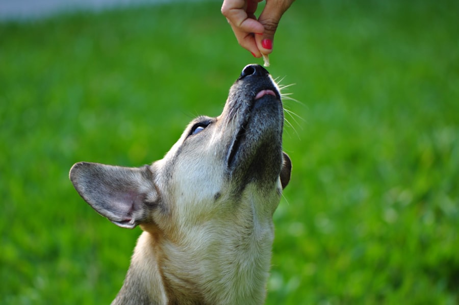 Photo dog eating watermelon