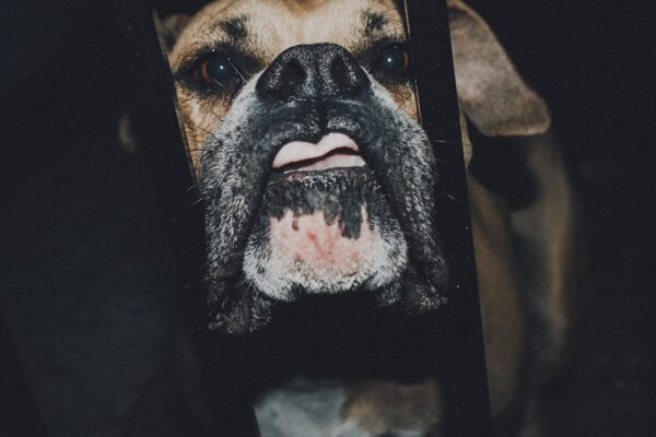 Photo konzerv pro psy