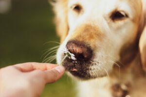 Photo food allergy in dogs