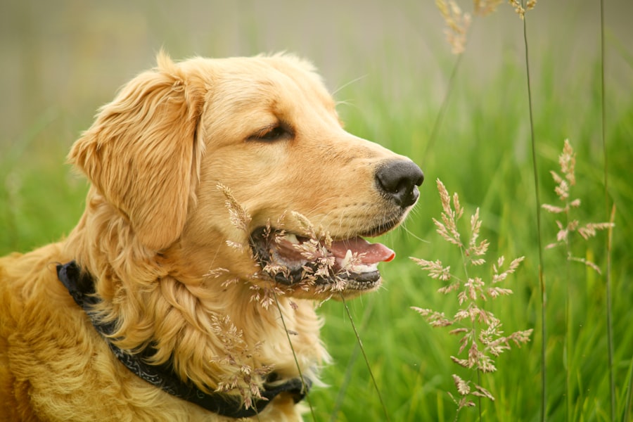 Photo food allergy in dogs