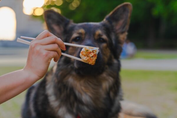 Photo homemade dog food