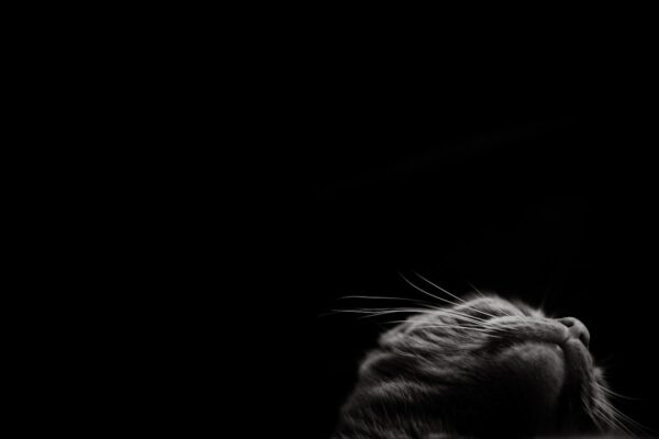 Photo štěněte čivavy