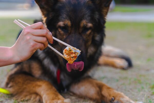 Photo Jaterní dieta pro psy