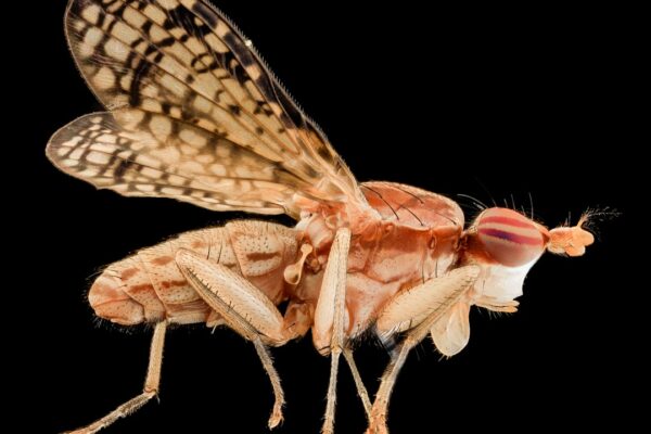 Photo Hmyzí protein 20