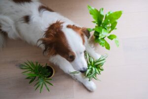 Photo dog eating vegetables
