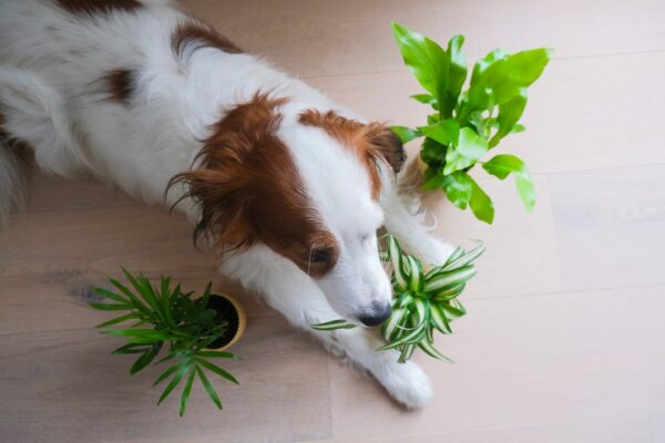 Photo dog eating vegetables