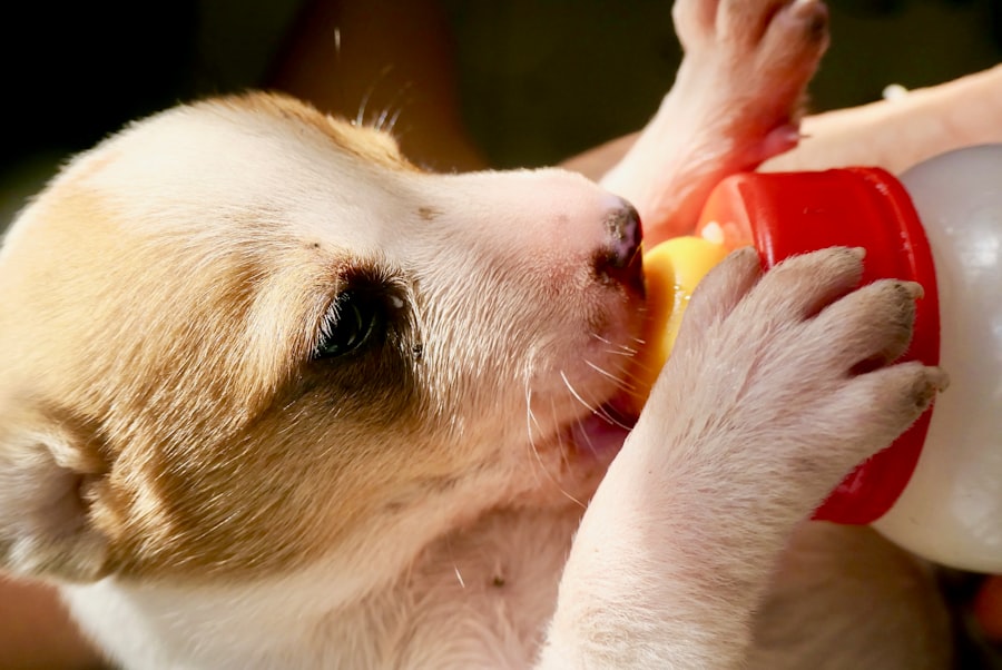 puppy nutrition