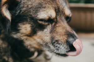 Photo dog, enzymes, habit