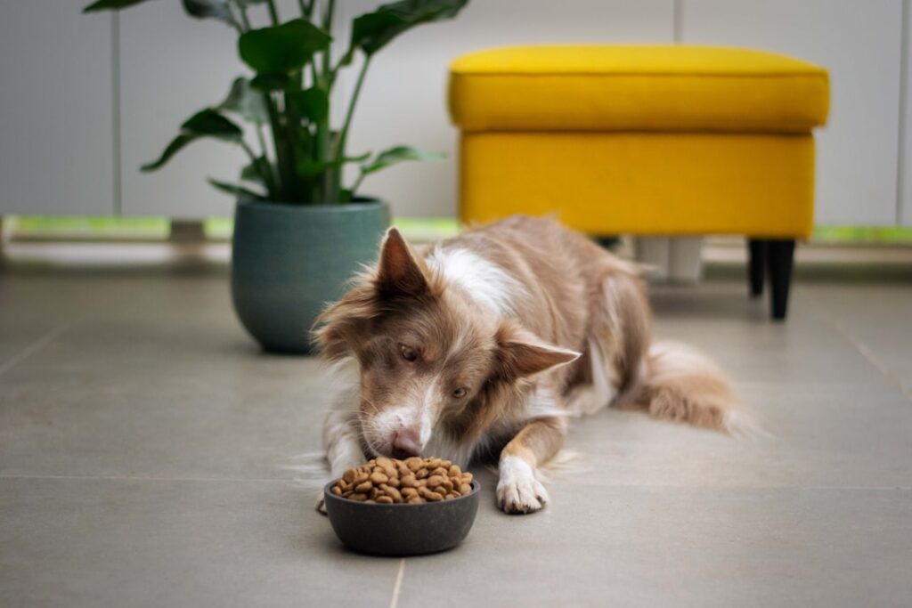 Photo dog diabetes nutrition
