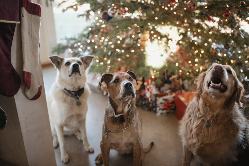 Photo Christmas dog feast