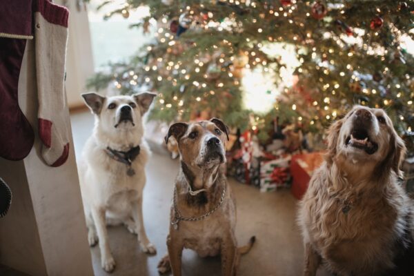 Photo Christmas dog feast