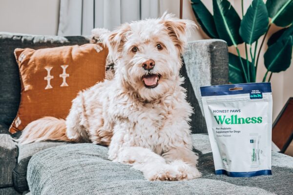 Photo Trendy in dog nutrition