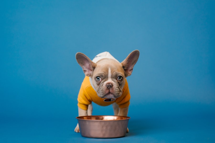 Photo Trendy in dog nutrition