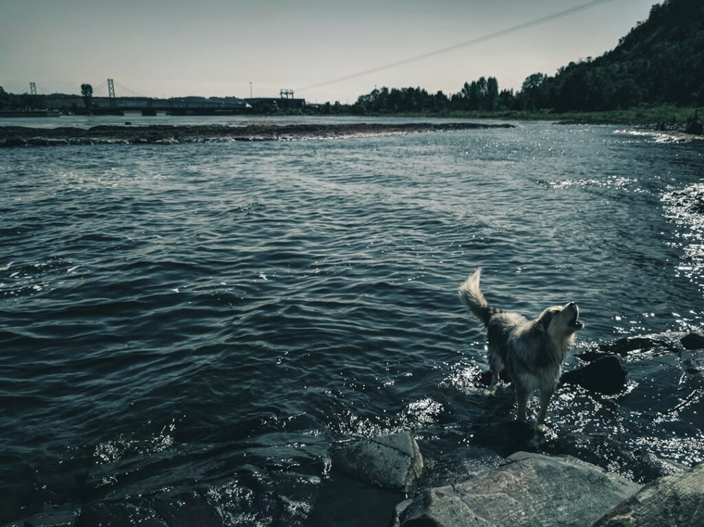 Photo dog, fish, heavy metals