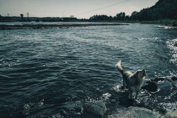 Photo dog, fish, heavy metals